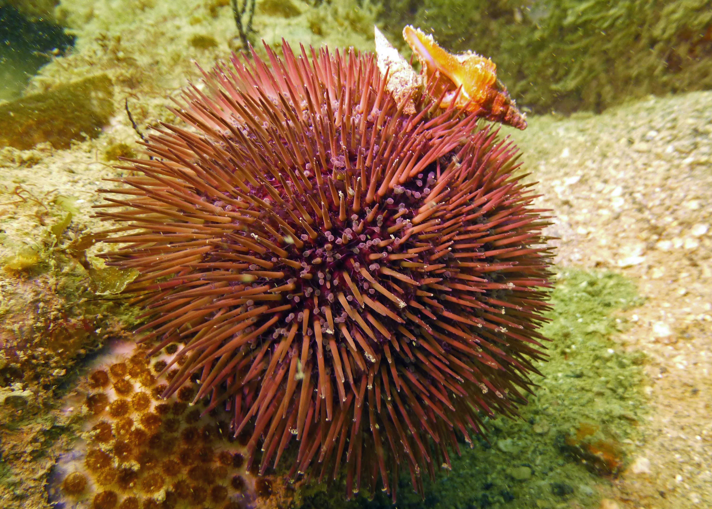 Variegated urchin, Clearwater 2025.